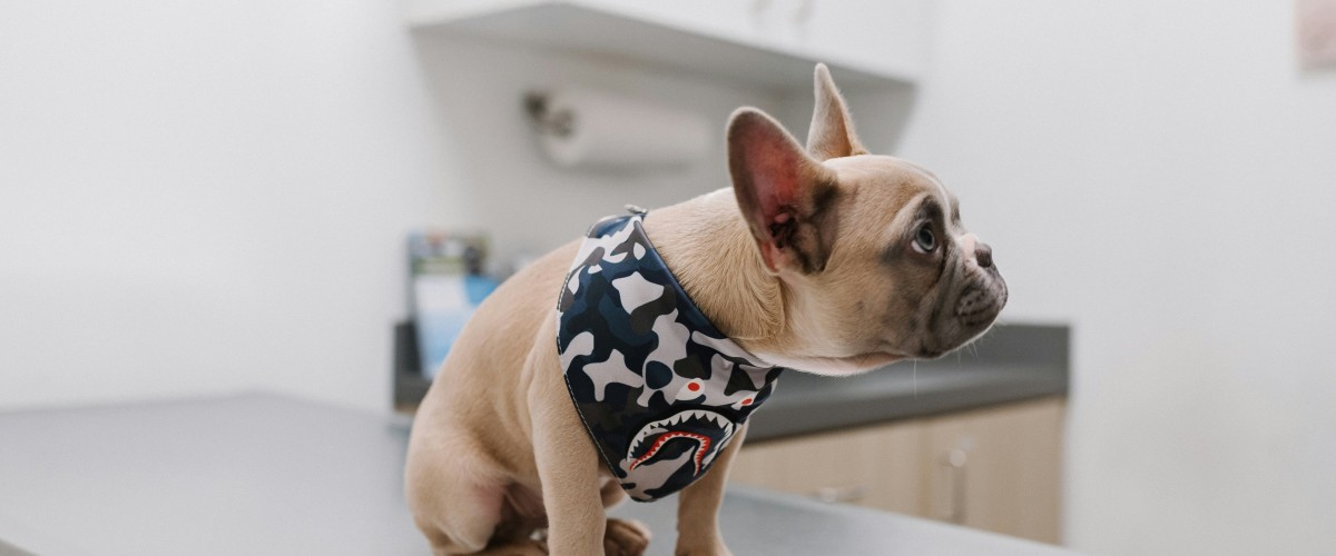 dog on a veterinarian table