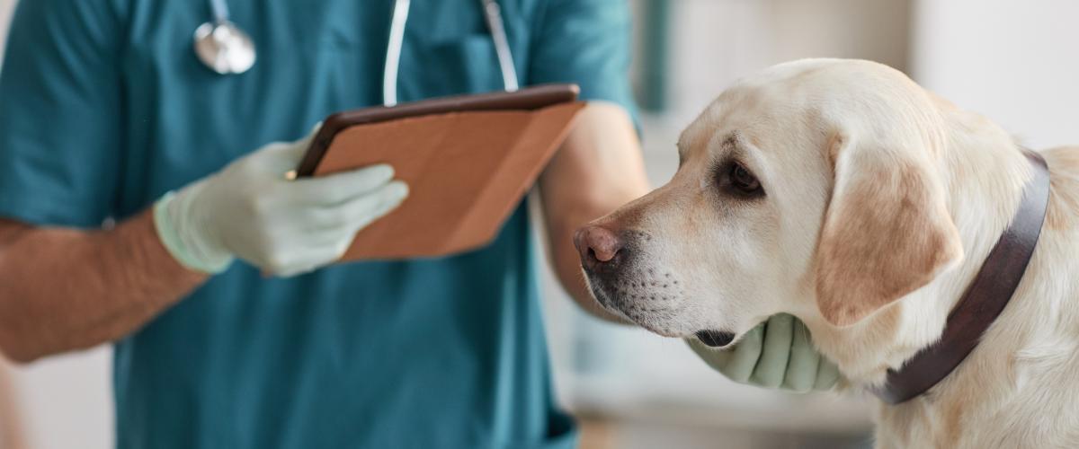 Vétérinaire avec un chien
