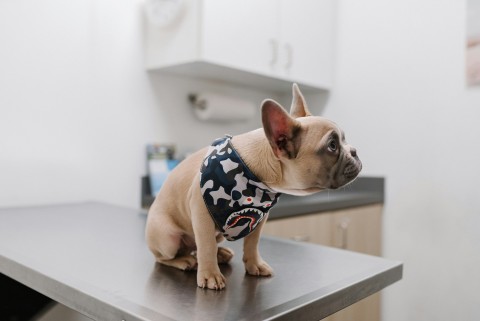 dog on a veterinarian table