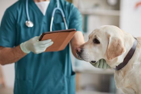 Vétérinaire avec un chien