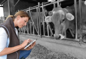 A woman taking notes in front of a cow